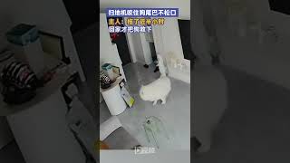 掃地機咬住狗尾巴不松口，主人：回家才把狗救下#監控下的一幕#掃地機器人#寵物狗