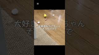 寒い日のインコの1日🐣#セキセイインコ #インコ#ルチノー#黄色#癒し#bird #shorts