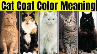 Your Cat's Personality According To Its Coat Color  |Feline Personality and Curiosities