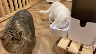 【自動給餌器】猫のお留守番用に購入！購入を検討している方はご覧ください。