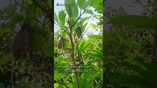 Perfect Mid-sized Grown Custard Apple Sapling: Suitable for Terrace and Home Garden is for Sale Now