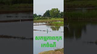 សកម្មភាពសត្វកុករកចំណី #shorts