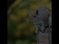 Cute not squirrel #animals #cute #nature #shortsvideo #shorts