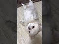 床でひっくりかえるチワワ チワワ pets shorts