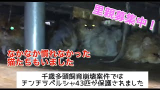 チンチラ慣れないチームからペコパ卒業‼️みんなペコパに続け‼️【チンチラ多頭飼育崩壊】