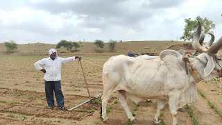 Amreli: અષાઢી બીજના પાવન પર્વે ધરતીપુત્રો ધરતીની પૂજા કરી વાવેતરની કરશે શરૂઆત