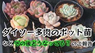 【多肉植物】100均多肉ポットの土を植え替えず半年が経ち成長の変化は？