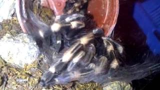 Happy Tarantula : Fresh Molting ( Part 2 )