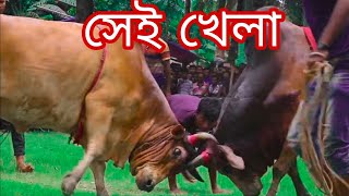 লেবুগাতির সেই বিশাল গরুর খেলা না দেখলে মিস করবেন। ২০২৩.