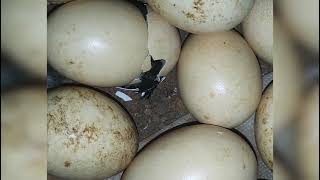 CHICK HATCHING കോഴി കുഞ്ഞുങ്ങൾ വിരിയുന്നത് നിങ്ങൾ കണ്ടിട്ടുണ്ടോ ?