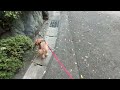 【ドッグトレーナーの幸せ犬育て】今日のお散歩