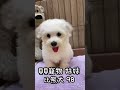 貝貝寵物專業犬舍 比熊犬 98號