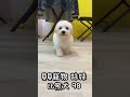 貝貝寵物專業犬舍 比熊犬 98號