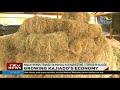 Maasai women trained on manual hay harvesting and storage in Kajiado