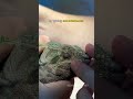 What to do if your chameleon is holding its eyes closed - Vet Treats Chameleon Eye
