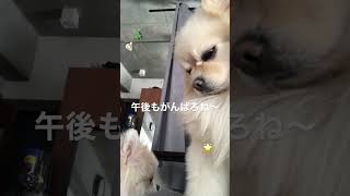 お昼休みって一瞬で過ぎるよね#pomeranian#ポメラニアン#子犬#ランチ