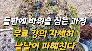 큰 돌판에 바위솔 심는 과정 아주 자세하게 낱낱이 파헤친다. 무료 강의 끝까지 시청하시고 배워가십시오