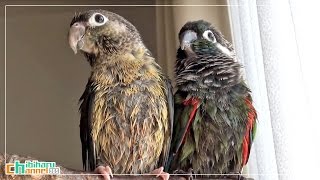 ウロコインコ：チビハル 【誰だキミ達は！？】