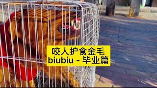 第8集 | 咬人护食恶犬变形记，”biubiu“毕业了