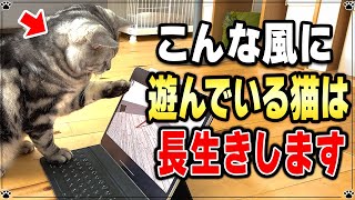 ずっと健康で長生きする猫の特徴 \