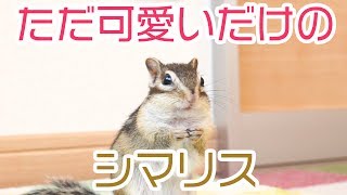 【可愛いの暴力】ヒマワリの種に目がないシマリスモモさん/Very cute Chipmunk eating seed!!