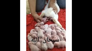 شاهد ما يتم بعد لحظه ولاده الارنب