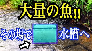 流れ込みで捕獲した魚をその場で水槽へ！！