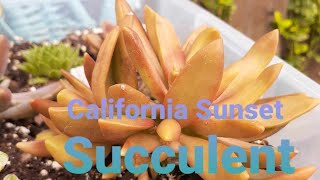 California Sunset Graptosedum Succulent