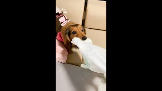 【暴走】〇〇に当たりまくるダックス犬(笑)【ミニチュアダックスフンド】