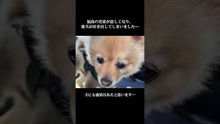 犬にも感情はあると思います… #shorts