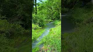 Amazing view of nature short video 😍😌 tranding attitude short video 😍🔥#nature #shorts #attitude