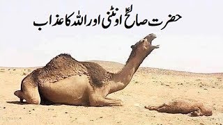 Hazrat Saleh AS , Aountni (Camel) aur Allah ka azab