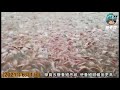 【魚老豆】學員改善養殖思維 & 超級酵素使魚兒食慾變好了~