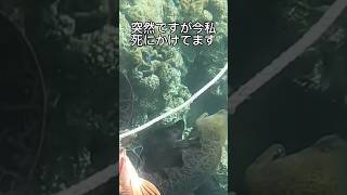 2Mを超える巨大ウツボに襲われた