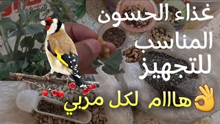 غداء الحسون الطبيعي في مرحلة التجهيز | #الحسون #طيور #birds #nature