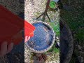 Defrosting bird bath with hot water bottles after lost their heat