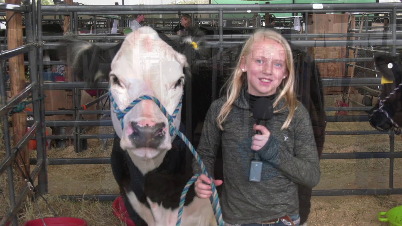 Manatee County Fair Part 3- Steer Show - YouTube