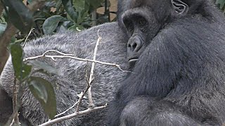 Gentarou was a treasure for moms ~ Gorilla at the age of 5 [Kyoto City Zoo]