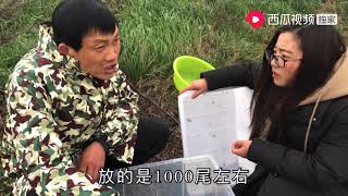 湖北大哥繁育黄鳝苗，预估2020年能产1000万尾，这模式你见过吗