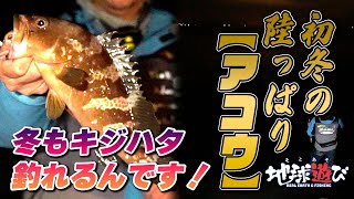 瀬戸内海【初冬の陸っぱりアコウ】探りはネチネチ派？サクサク派？【地球遊び 255】