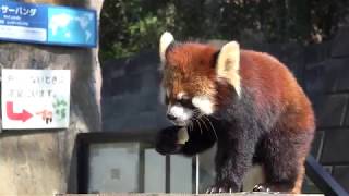 レッサーパンダ　キク　Red Panda KIKU