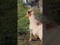 woman saves a tiny sad horse