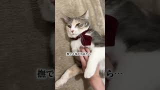 ゴローとむっちゃん。#保護猫