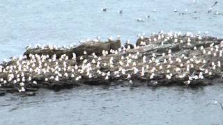 蕪島ウミネコ群れて飛び立ち平成28年3月13日B