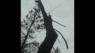 #hike - Mission Creek - Kelowna, BC, Canada #britishcolumbia #tree #hikingadventures #hiking #hole