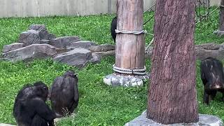 チンパンジーが遊ぶ姿　旭山動物園