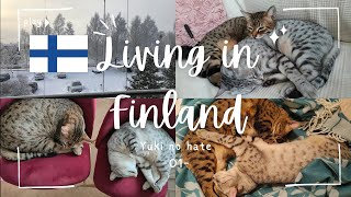 【Finland diaries 01】A daily life of a food-loving cats and their easygoing owner living in Finland😺🐯