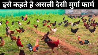 Desi Murga Farm | देसी मुर्गा फॉर्म