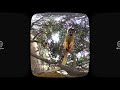 木の上のリスザルは bolivian squirrel monkey 360° video