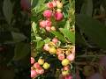 How to grow Pink Lemonade Blueberry Plants #gardening